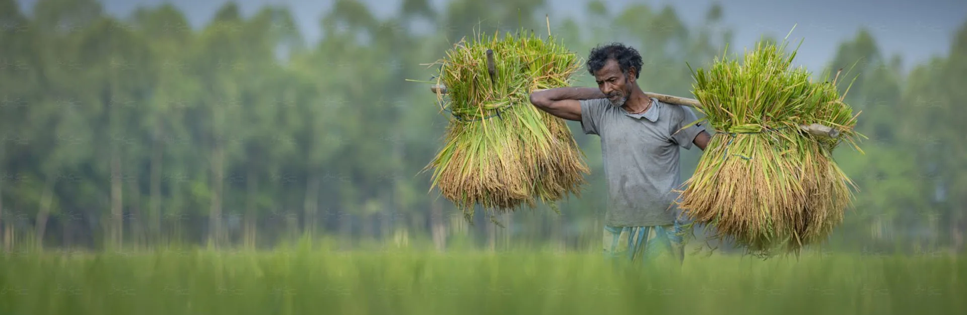 কৃষি নির্দেশনা