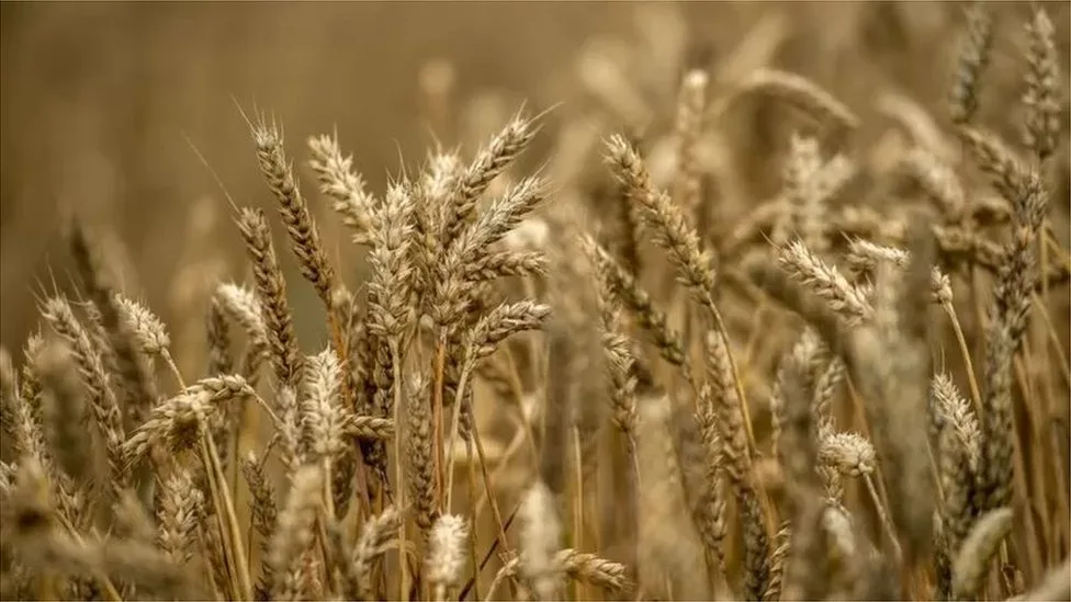 ফসলের সমস্যা ও রোগ