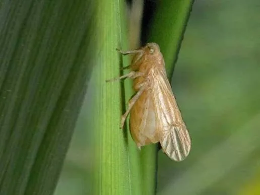 বাদামি গাছ ফড়িং